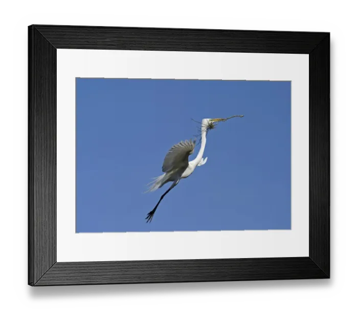 Framed Print : Great Egret Ardea alba carrying nest material St Augustine Florida USA Framed Print : Great Egret Ardea alba carrying nest material St Augustine Florida USA
