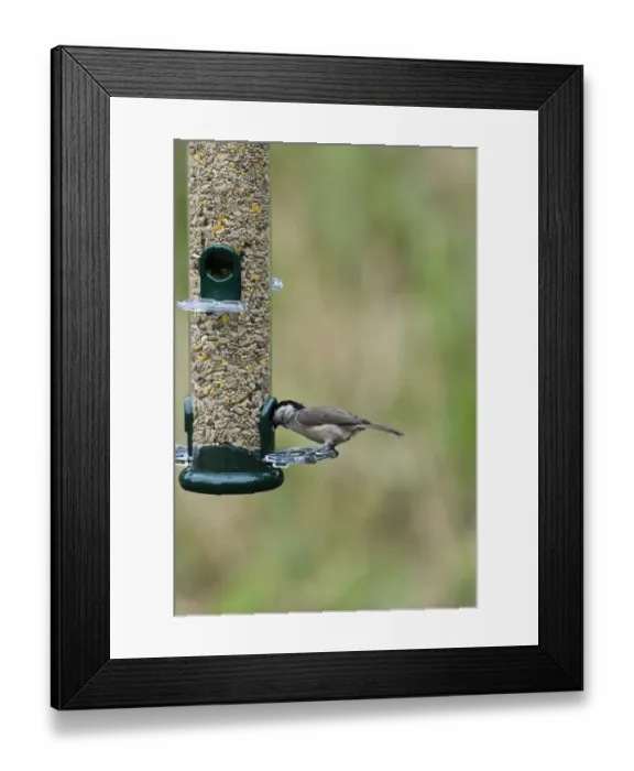 Framed Print : 005981 Framed Print : 005981