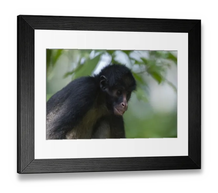 Framed Print : Black Spider Monkey Ateles paniscus chamek Amazon Peru Framed Print : Black Spider Monkey Ateles paniscus chamek Amazon Peru