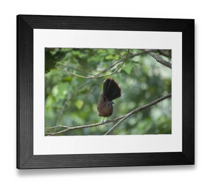 Framed Print : Grey-headed Chachalaca Ortalis cinereiceps Rancho Naturalista Costa Rica Framed Print : Grey-headed Chachalaca Ortalis cinereiceps Rancho Naturalista Costa Rica