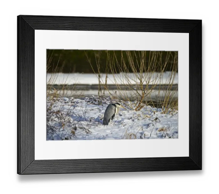 Framed Print : Grey Heron Ardea cinerea standing on snowy river bank Dumfries Scotland winter Framed Print : Grey Heron Ardea cinerea standing on snowy river bank Dumfries Scotland winter