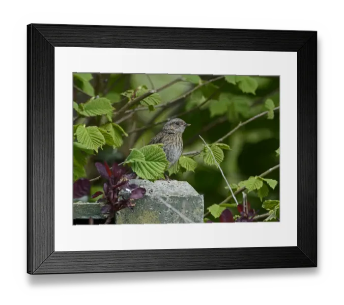 Framed Print : Dunnock juvenile in garden Norfolk May Framed Print : Dunnock juvenile in garden Norfolk May