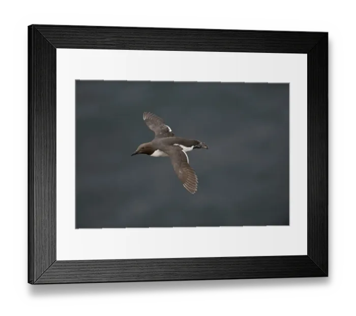 Framed Print : Common Guillemot or Common Murre, Uria aalge Fowlsheugh RSPB Reserve Scotland July Framed Print : Common Guillemot or Common Murre, Uria aalge Fowlsheugh RSPB Reserve Scotland July