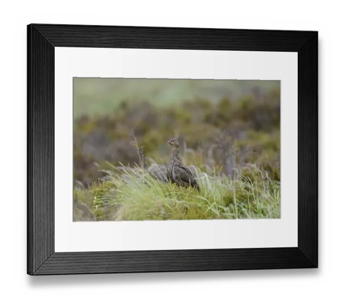 Framed Print : Red Grouse, Lagopus lagopus scotica, female Highlands Scotland July Framed Print : Red Grouse, Lagopus lagopus scotica, female Highlands Scotland July