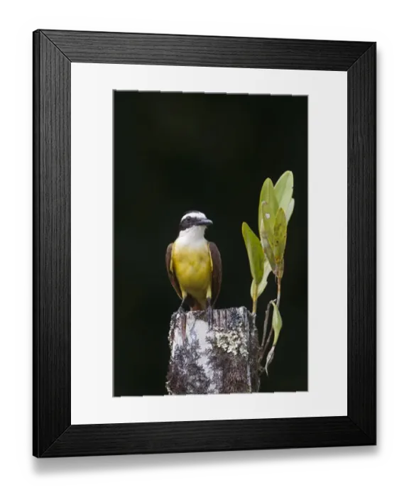 Framed Print : Great Kiskadee Pitangus sulphuratus La Selva Costa Rica