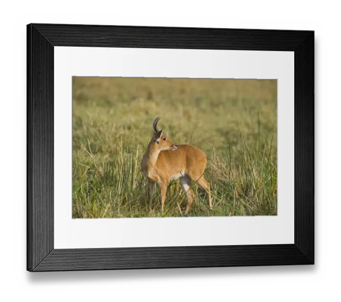 Framed Print : Bohor Reedbuck Redunca redunca Masai Mara Kenya Framed Print : Bohor Reedbuck Redunca redunca Masai Mara Kenya