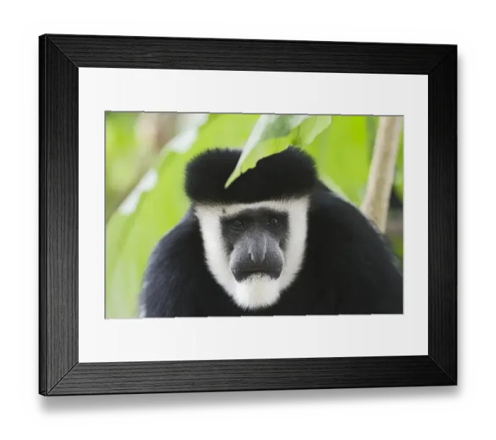 Framed Print : Black & White Colobus Monkey Colobus guereza Kenya Framed Print : Black & White Colobus Monkey Colobus guereza Kenya