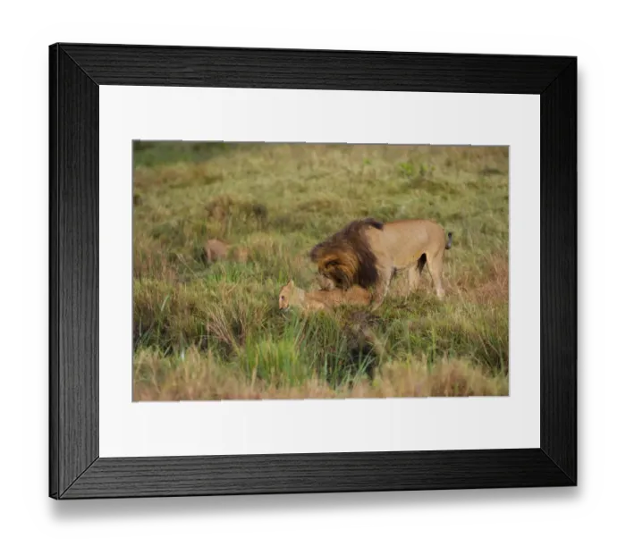 Framed Print : Lion Panthera leo male playing with cubs Marsh pride Masai Mara Kenya Framed Print : Lion Panthera leo male playing with cubs Marsh pride Masai Mara Kenya