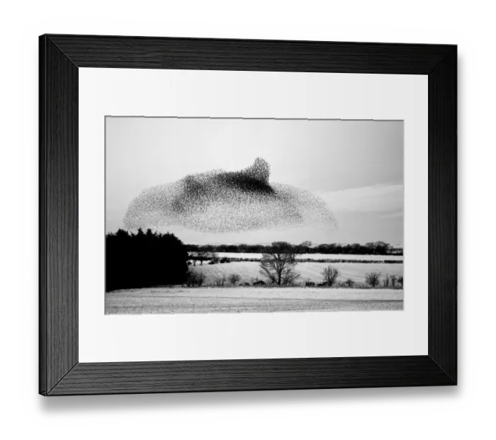 Framed Print : Starlings Sturnus vulgarus arriving at night time roost near Gretna Scotland December