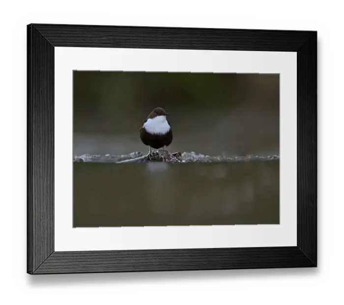 Framed Print : Black-bellied Dipper (Cinclus cinclus cinclus) Thetford Norfolk winter 2012 / 13 Framed Print : Black-bellied Dipper (Cinclus cinclus cinclus) Thetford Norfolk winter 2012 / 13