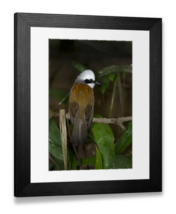 Framed Print : White-crested Laughing Thrush Garrulax leucolophus Framed Print : White-crested Laughing Thrush Garrulax leucolophus