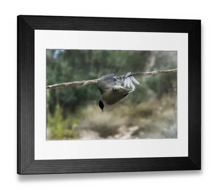 Framed Print : Blackcap Sylvia atricapilla illegally trapped on limestick for use as ambelopulia Cyprus Framed Print : Blackcap Sylvia atricapilla illegally trapped on limestick for use as ambelopulia Cyprus
