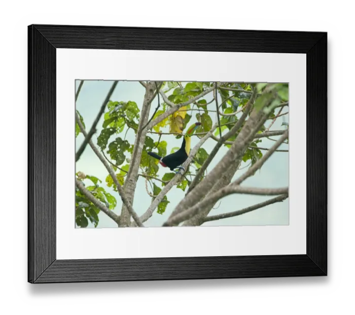 Framed Print : Keel-billed Toucan Ramphastos sulfuratus Costa Rica Framed Print : Keel-billed Toucan Ramphastos sulfuratus Costa Rica