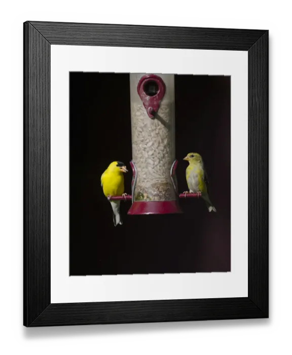 Framed Print : American Goldfinch Carduelis tristis pair on garden feeder Cape May New Jersey USA