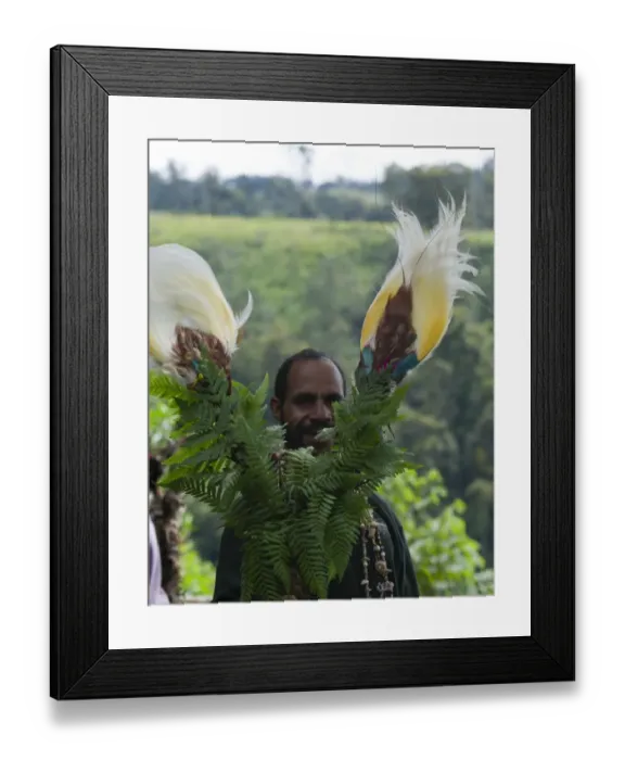 Framed Print : Lesser Bird of Paradise plumes on head dress at Sing-sing Paiya Show Western Highlands Framed Print : Lesser Bird of Paradise plumes on head dress at Sing-sing Paiya Show Western Highlands