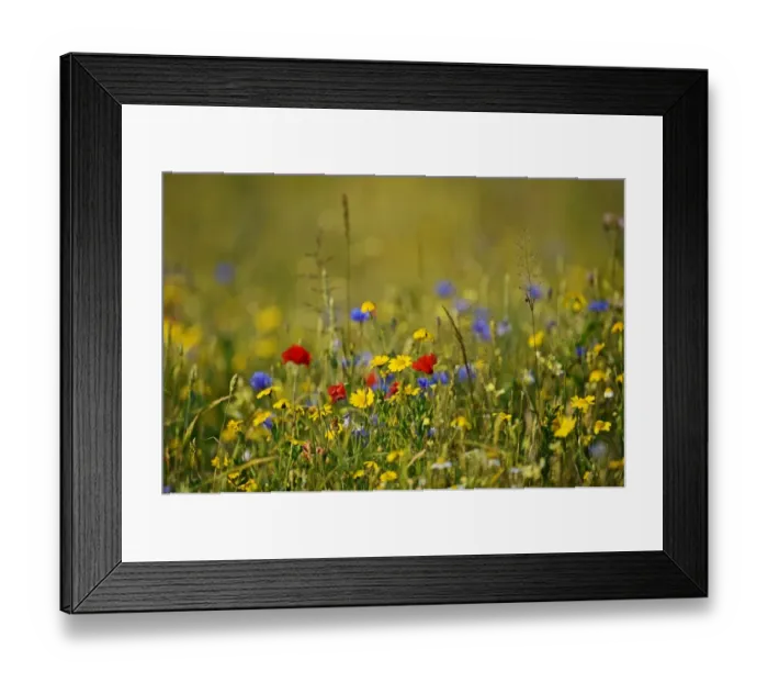 Framed Print : Cornflowers Centaurea cyanus growing in meadow sown on a farm meadow under stewardship