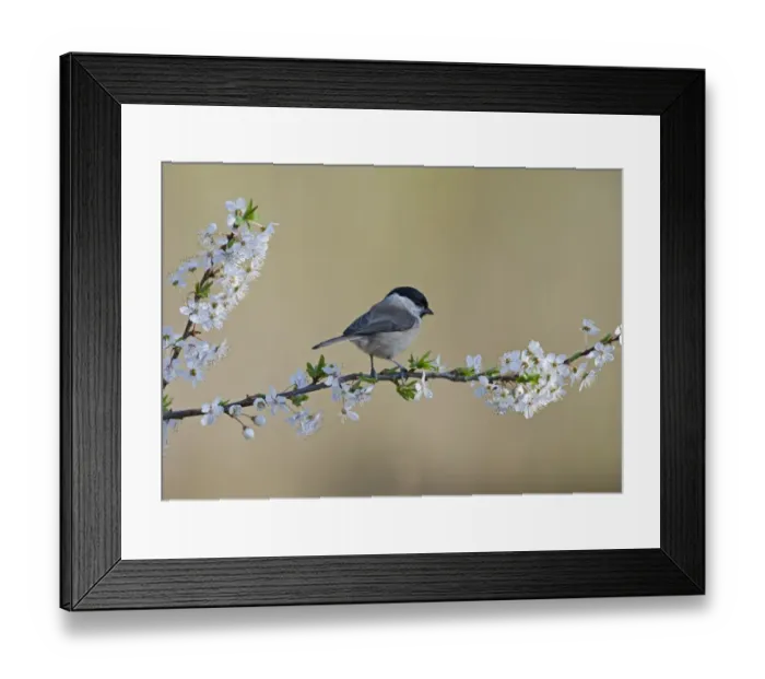 Framed Print : Marsh Tit Parus palustris on Blackthorn in spring Norfolk Framed Print : Marsh Tit Parus palustris on Blackthorn in spring Norfolk