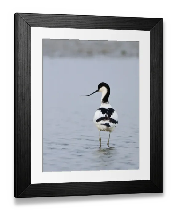 Framed Print : Avocet Recurvirostra avosetta Cley Norfolk Framed Print : Avocet Recurvirostra avosetta Cley Norfolk