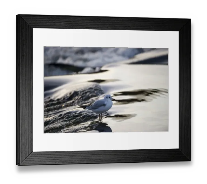Framed Print : Black-headed Gull Croicocephalus ridibundus in winter Scotland Framed Print : Black-headed Gull Croicocephalus ridibundus in winter Scotland