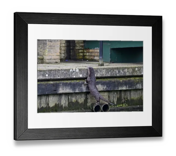 Framed Print : European Otter (Eurasian River Otter) Lutra lutra on River Thet, in Thetford twn centre