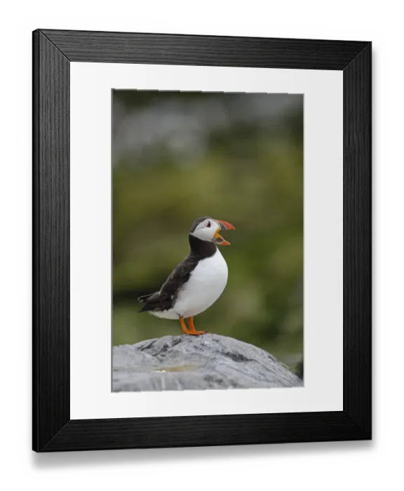 Framed Print : Puffin Fratercula arctica Farne Islands Northumberland July Framed Print : Puffin Fratercula arctica Farne Islands Northumberland July