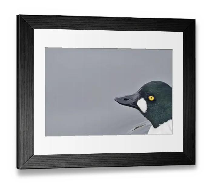 Framed Print : Goldeneye Bucephala clangula Loch Morlich RSPB Reserve Speyside Scotland Framed Print : Goldeneye Bucephala clangula Loch Morlich RSPB Reserve Speyside Scotland