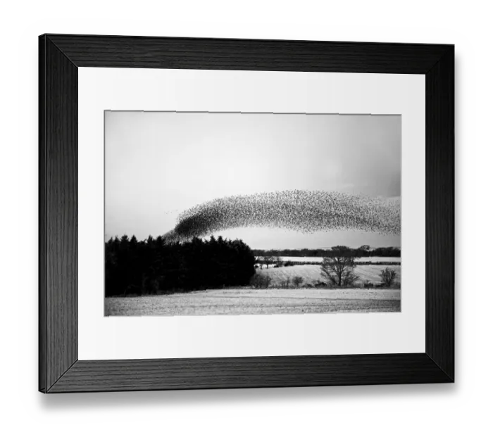 Framed Print : Starlings Sturnus vulgarus arriving at night time roost near Gretna Scotland December Framed Print : Starlings Sturnus vulgarus arriving at night time roost near Gretna Scotland December