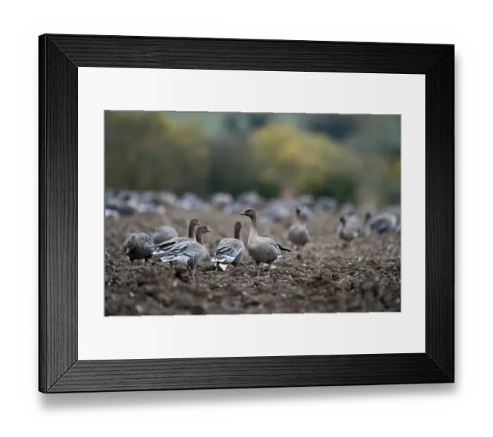 Framed Print : Pink-footed Geese Anser brachyrynchus on cut sugar beet field North Norfolk winter Framed Print : Pink-footed Geese Anser brachyrynchus on cut sugar beet field North Norfolk winter