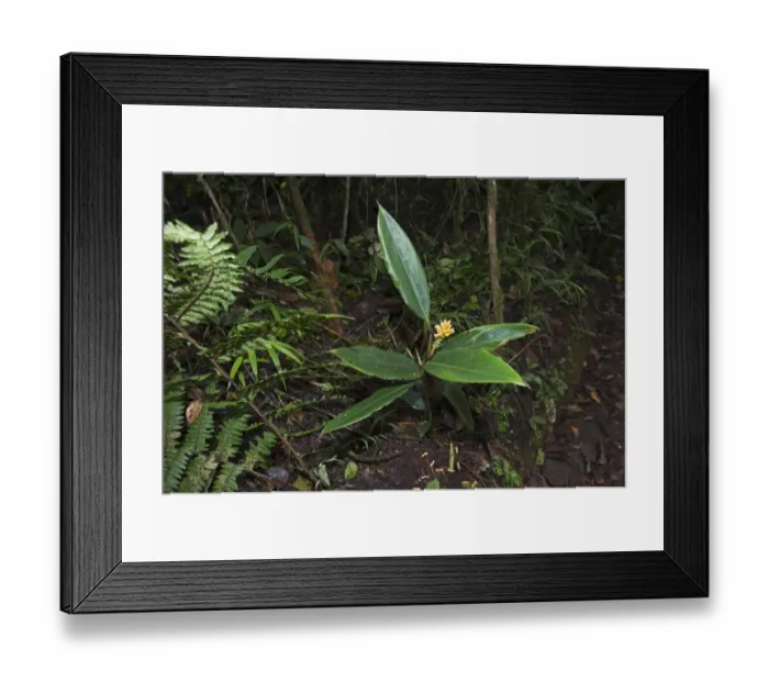 Framed Print : Wild Ginger growing in forest at Tari Southern Highlands Papua New Guinea Framed Print : Wild Ginger growing in forest at Tari Southern Highlands Papua New Guinea