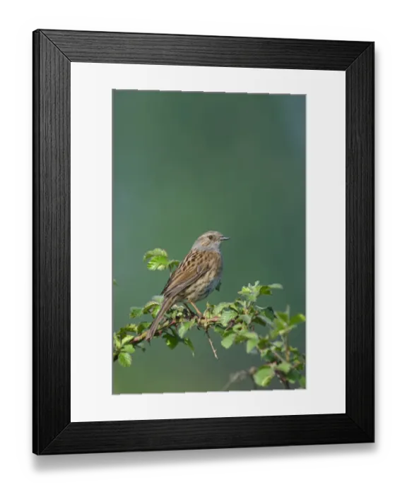 Framed Print : Dunnock Prunella modularis in song Norfolk spring Framed Print : Dunnock Prunella modularis in song Norfolk spring