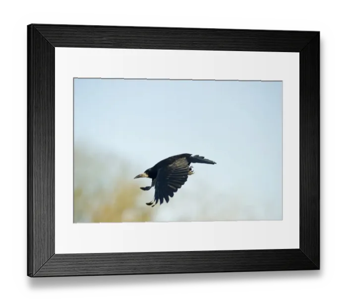 Framed Print : Rook Corvus frugilegus Norfolk spring Framed Print : Rook Corvus frugilegus Norfolk spring