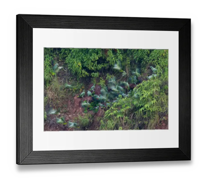 Framed Print : Mealy Parrots Amazona farinosa at clay lick Tambopata Peruvian Amazon Framed Print : Mealy Parrots Amazona farinosa at clay lick Tambopata Peruvian Amazon
