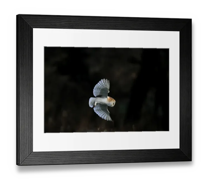 Framed Print : Barn Owl Tyto alba huting over meadow Norfolk winter