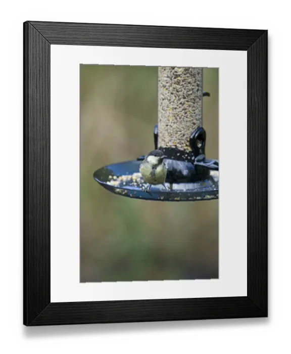 Framed Print : 005692 Framed Print : 005692