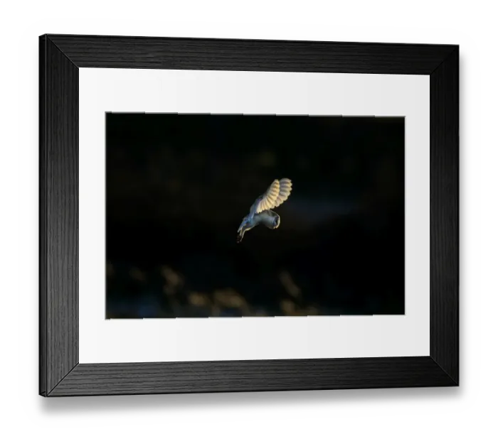 Framed Print : Barn Owl Tyto alba hunting over grazing marsh North Norfolk winter Framed Print : Barn Owl Tyto alba hunting over grazing marsh North Norfolk winter