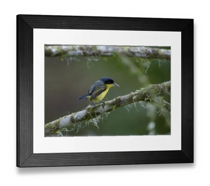 Framed Print : Common Tody Flycatcher Todirostrum cinereum La Selva Costa Rica Framed Print : Common Tody Flycatcher Todirostrum cinereum La Selva Costa Rica