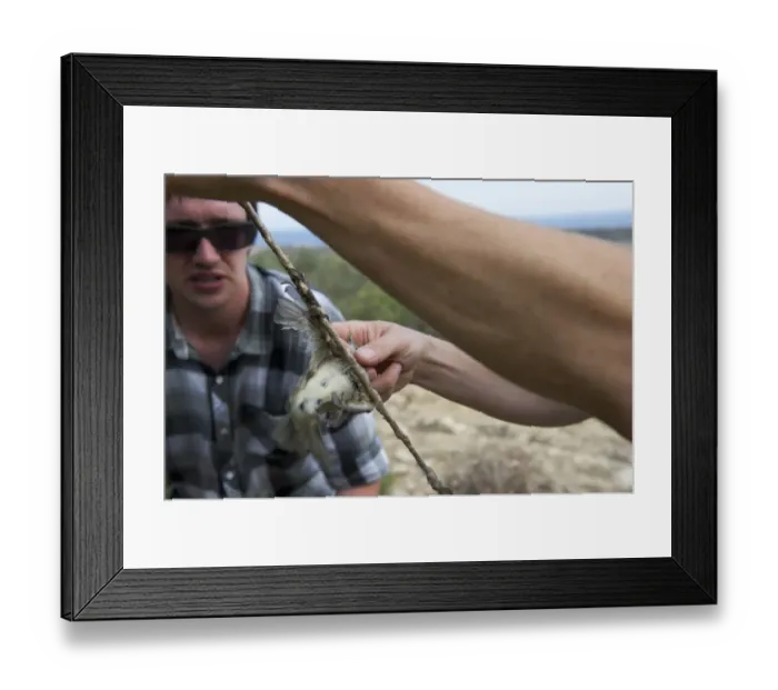 Framed Print : Blackcap caught on limestick Cyprus Framed Print : Blackcap caught on limestick Cyprus