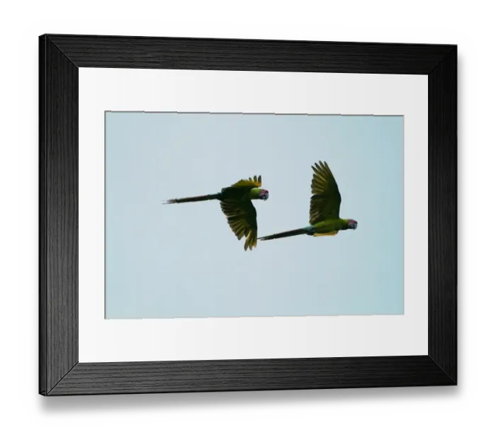 Framed Print : Great Green Macaw Ara ambiguus La Selva Costa Rica Framed Print : Great Green Macaw Ara ambiguus La Selva Costa Rica