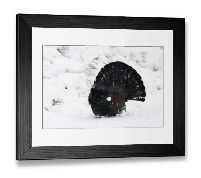 Framed Print : Capercailie Tetrao urogallus rogue male displaying Highlands Scotland February Framed Print : Capercailie Tetrao urogallus rogue male displaying Highlands Scotland February