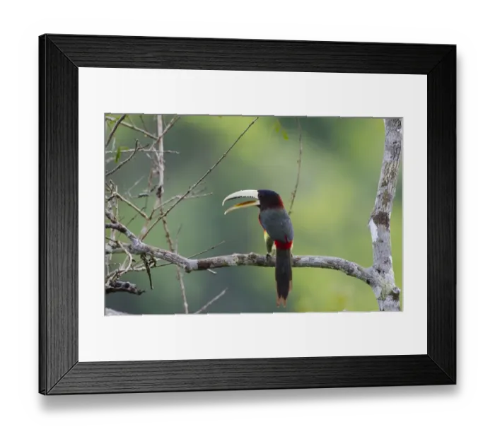 Framed Print : Ivory-billed Aracari Pteroglossus azara Amazon River Nr Iquitos Peru Framed Print : Ivory-billed Aracari Pteroglossus azara Amazon River Nr Iquitos Peru