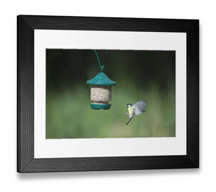 Framed Print : 005706 Framed Print : 005706