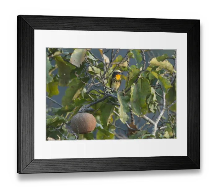 Framed Print : Gilded Barbet Capito auratus female Amazon Peru Framed Print : Gilded Barbet Capito auratus female Amazon Peru