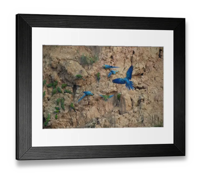 Framed Print : Blue and Yellow Macaws Ara ararauna at clay lick Tambopata Amazon Peru Framed Print : Blue and Yellow Macaws Ara ararauna at clay lick Tambopata Amazon Peru