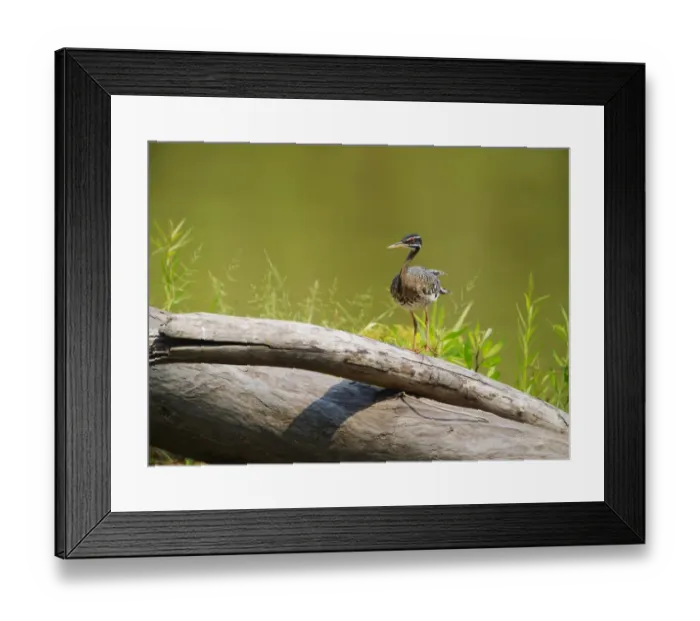 Framed Print : Sunbittern Eurypga helias Amazon Peru Framed Print : Sunbittern Eurypga helias Amazon Peru