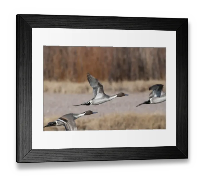 Framed Print : Pintail Anas acuta Bosqur del Apache New Mexico USA November Framed Print : Pintail Anas acuta Bosqur del Apache New Mexico USA November