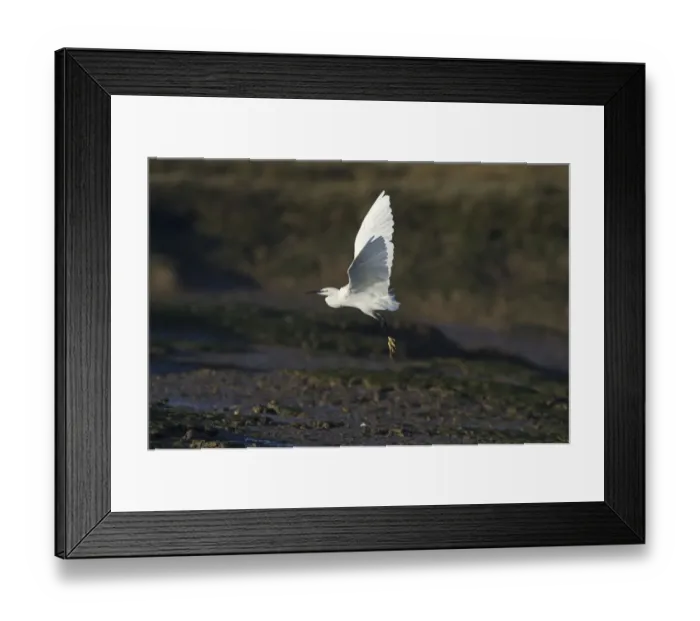 Framed Print : Little Egret Egretta garzetta in coastal creek Norfolk winter Framed Print : Little Egret Egretta garzetta in coastal creek Norfolk winter