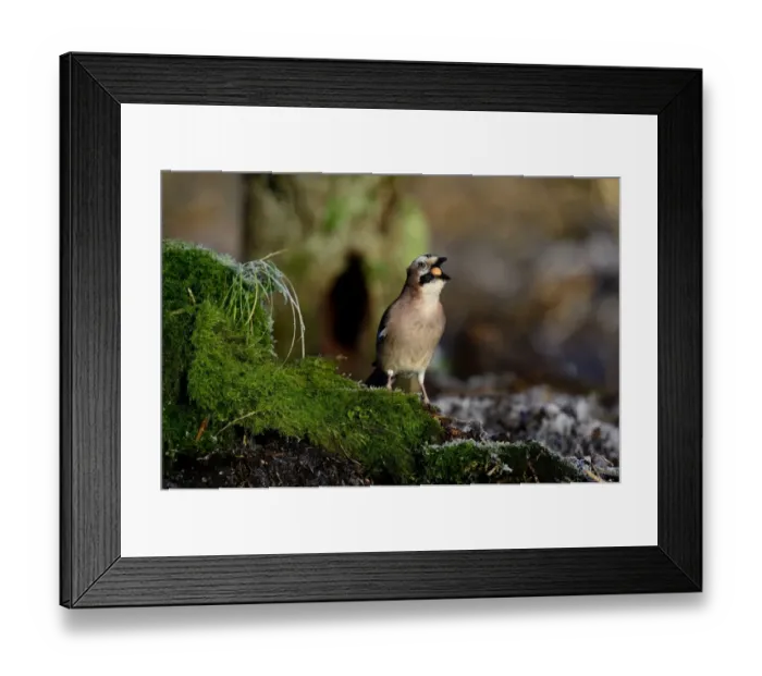 Framed Print : Eurasian Jay Garrulus glandarius collecting and swallowing acorns Norfolk winter Framed Print : Eurasian Jay Garrulus glandarius collecting and swallowing acorns Norfolk winter