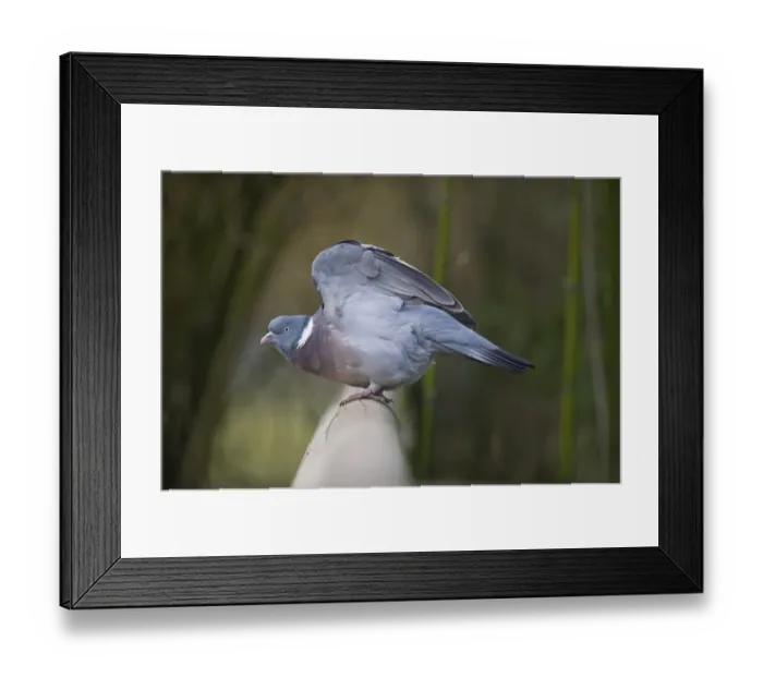 Framed Print : Wood Pigeon Columba palumbus Norfolk winter Framed Print : Wood Pigeon Columba palumbus Norfolk winter