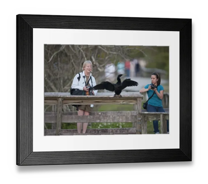 Framed Print : Tourists photographing a Anhinga on Anhinga Trail Florida USA Framed Print : Tourists photographing a Anhinga on Anhinga Trail Florida USA