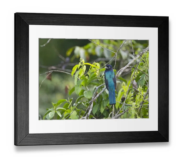 Framed Print : White-tailed Trogon Trogon viridis Amazon River Basin Peru Framed Print : White-tailed Trogon Trogon viridis Amazon River Basin Peru